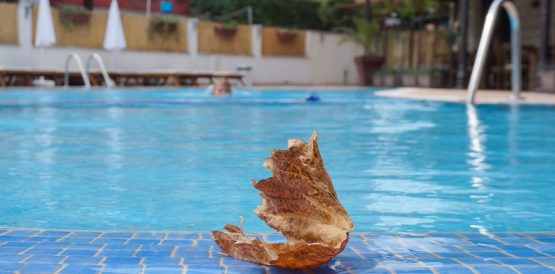 A dry maple leaf in a Hotel Swimming Pool