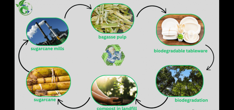 Process of Sugarcane to Tableware 